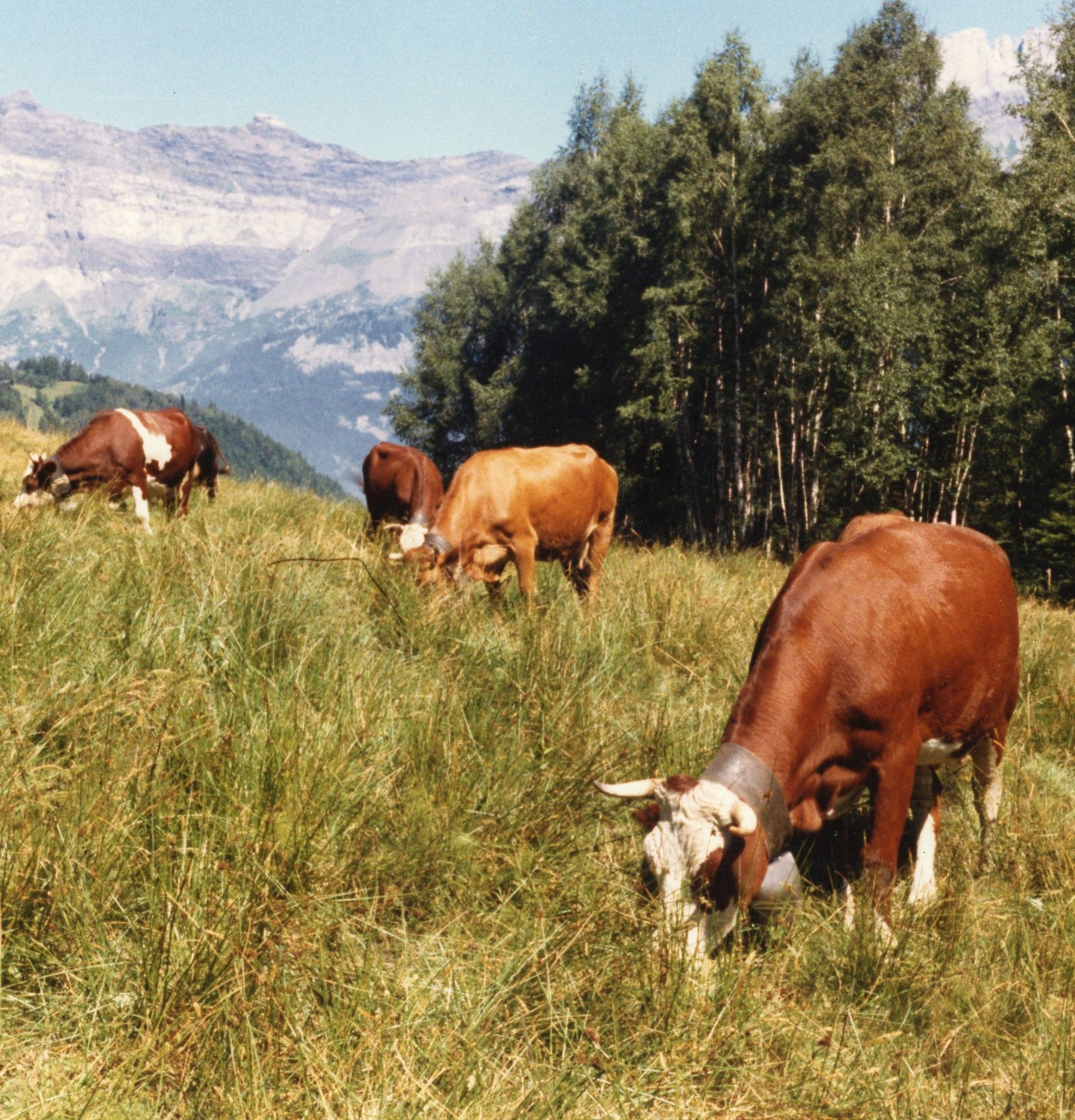 Vaches en champ à Charousse
